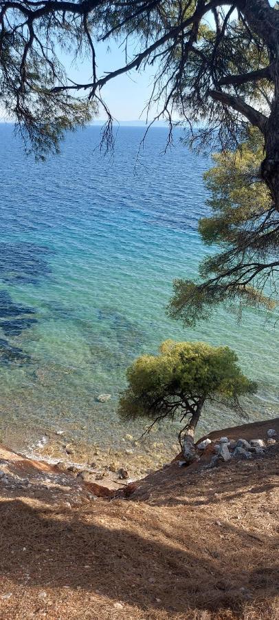 "Pine&Sea" Kastamoniti Beach Nikiti  Ngoại thất bức ảnh